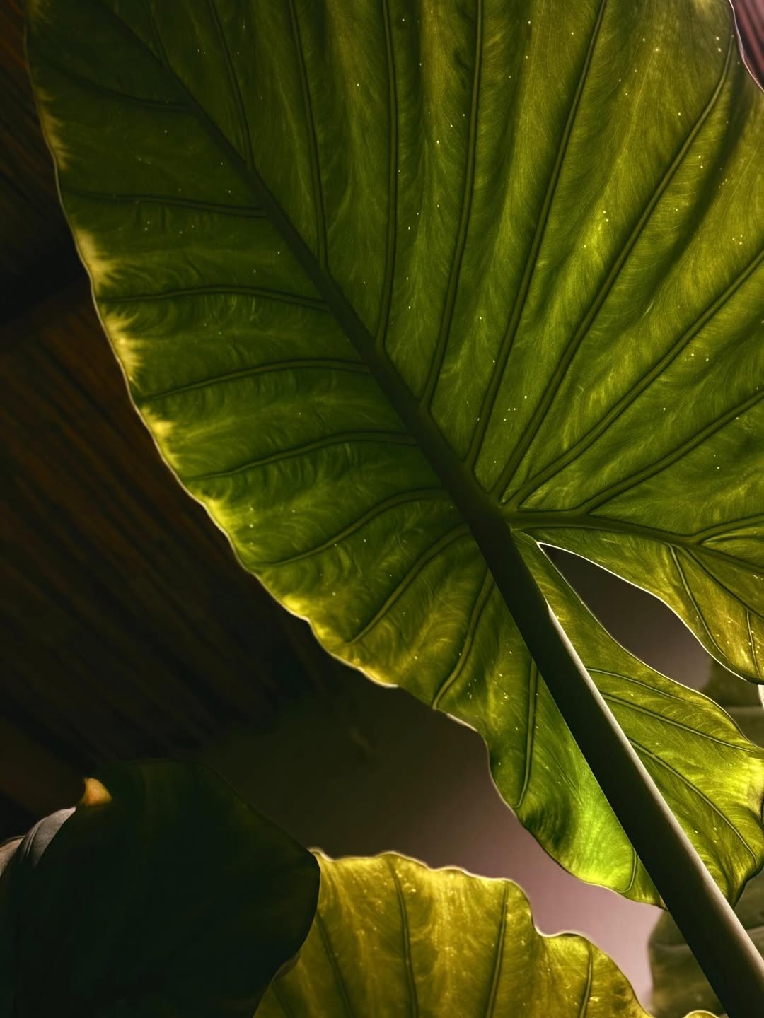 Dettaglio foglia verde